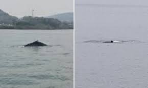 Rare Humpback Whale Is Spotted Circling In A River After He