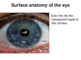 ppt surface anatomy of the eye
