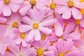 pink flower wallpaper images free