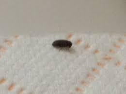 tiny gray bugs in bathroom sink