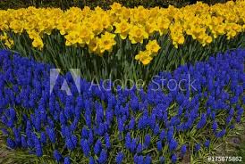 Image result for holland daffodils