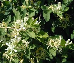 Honeysuckles are small fragrant flowers that grow on hardy bushes. Honeysuckle That Doesn T Smell Sweet