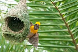 bird nests with pictures