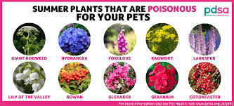 Poisonous Plants Pdsa