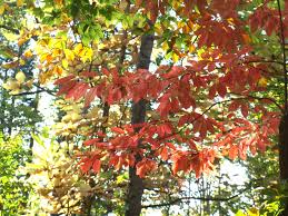 Fantastic bright red/orange fall color. Black Gum Home Garden Information Center
