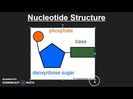 nucleotide structure you