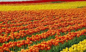 largest tulip garden srinagar