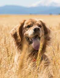 wheat flour can be good for dogs but