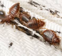 How Do Bed Bugs Spread It May