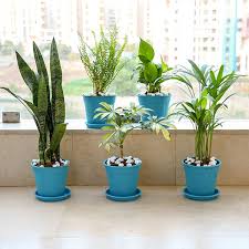Set Of 5 Oxygen Boosting Plants Pack