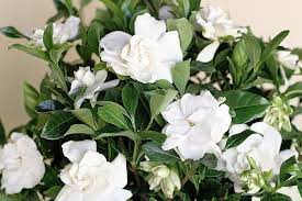 the best fertilizer for gardenias to