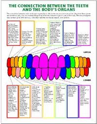 Tooth Organ Chart Hd Image Of Your Dentist Holistic Or