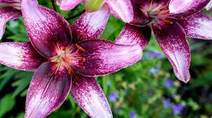 12 diffe types of purple lily cultivars