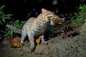 Fishing Cat: Elusive Hunter of the Wetland Forest | RoundGlass | Sustain