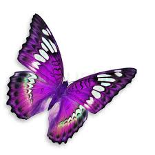 Image result for purple butterfly