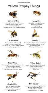 Keeping bees away from your pool isn't hard to do, and any of the following methods should help control them. Do Bumblebees Like To Be Petted Can I Pet A Bee Without Hurting Them Quora
