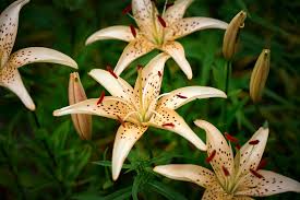 guide to growing tiger lilies family