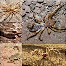 Camel spider is an animal that lives in desert area where they forage at night and if during the day it will be in its cage. If You Go To Morocco Especially The Morocco Interested Facebook