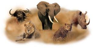 This personality test measures the big five personality factors developed over several decades by independent groups of researchers. What Exactly Are The Big Five Animals And Where Can I Spot Them Updated Bookallsafaris Com