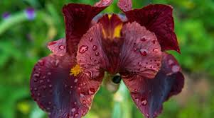 plant iris flowers by hardiness zone