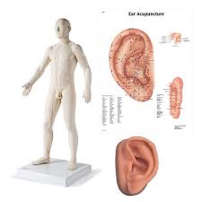 Male Acupuncture Model Left Ear And Ear Chart
