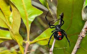 How To Keep Black Widow Spiders From