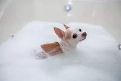 how-often-should-dogs-be-bathed