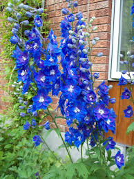 We did not find results for: Delphinium Flowers Beautiful But Poisonous Insteading