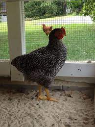 When will a rooster start crowing. Please Help 13 Week Old Barred Plymouth Rock Hen Started Crowing Backyard Chickens Learn How To Raise Chickens