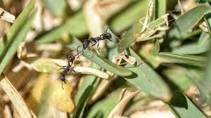 Get Rid Of Ants In Vegetable Garden