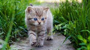 Cute Baby Cat Looks At Grass Hd Desktop ...