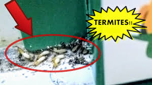 diy get rid of termite baiting system