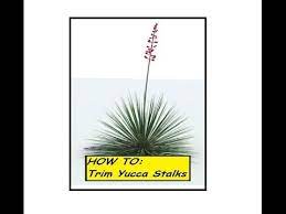 Prune the yucca trees in the spring just before their growth period. How To Trim Yucca Stalks They Re Ugly Right Youtube