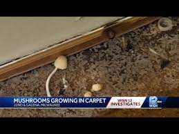 mushrooms growing from carpeting inside