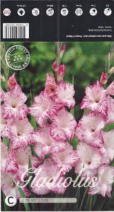 Not having grown gladiolas before, do i need to plant them somewhere protected from deer, or are they like daffodils that deer don't like? Borsa Za Cvetya On Twitter Gladioli Lukovici Cena 0 40 Lv Za Broj Https T Co Nvm6v48fbv Https T Co Epyuwpxs4h