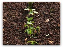 growing green beans in your home garden