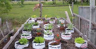 Container Gardening Vegetables That