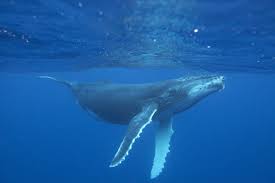 They are some of the largest mammals in the oceans and on the land. Humpback Whale Whale And Dolphin Conservation