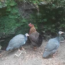 These peculiar looking birds are quite the talk of the town wherever they are seen. Guinea Fowl Eggs Height Size And Raising Tips