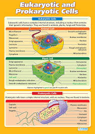 Eukaryotic And Prokaryotic Cells Science Posters Gloss Paper Measuring 850mm X 594mm A1 Science Charts For The Classroom Education Charts By