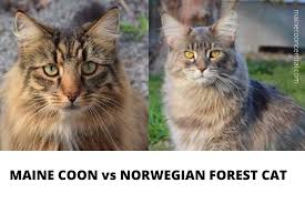 The norwegian forest cat is a sweet, loving cat. Maine Coon Vs Norwegian Forest Cat Key Differences Maine Coon Central