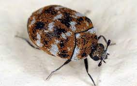 how do carpet beetles get into