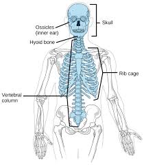 Their hollowness makes bones strong and light. Human Axial Skeleton Biology For Majors Ii
