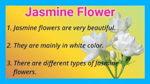short essay on jasmine flower