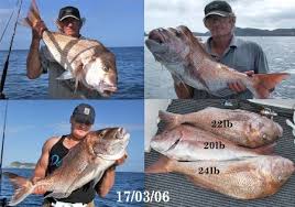 Snapper Length Weight Ratio The Fishing Website