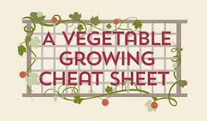 A Vegetable Growing Guide Infographic