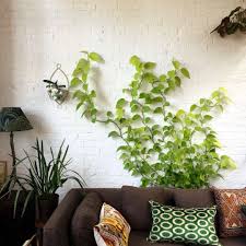 These are 15+ creative guide will help you step by step building an indoor plant wall. Everything You Need To Know About Houseplant Vines Gardenista