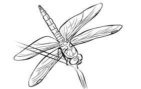 Color in this picture of a dragonfly and others with our library of online coloring pages. Dragon Fly Coloring Pages Coloring Home
