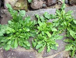 Common Garden Weed Identification Pictures And Descriptions