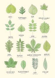 Leaf Id Chart Poster In 2019 Leaves Bathroom Plants Leaf